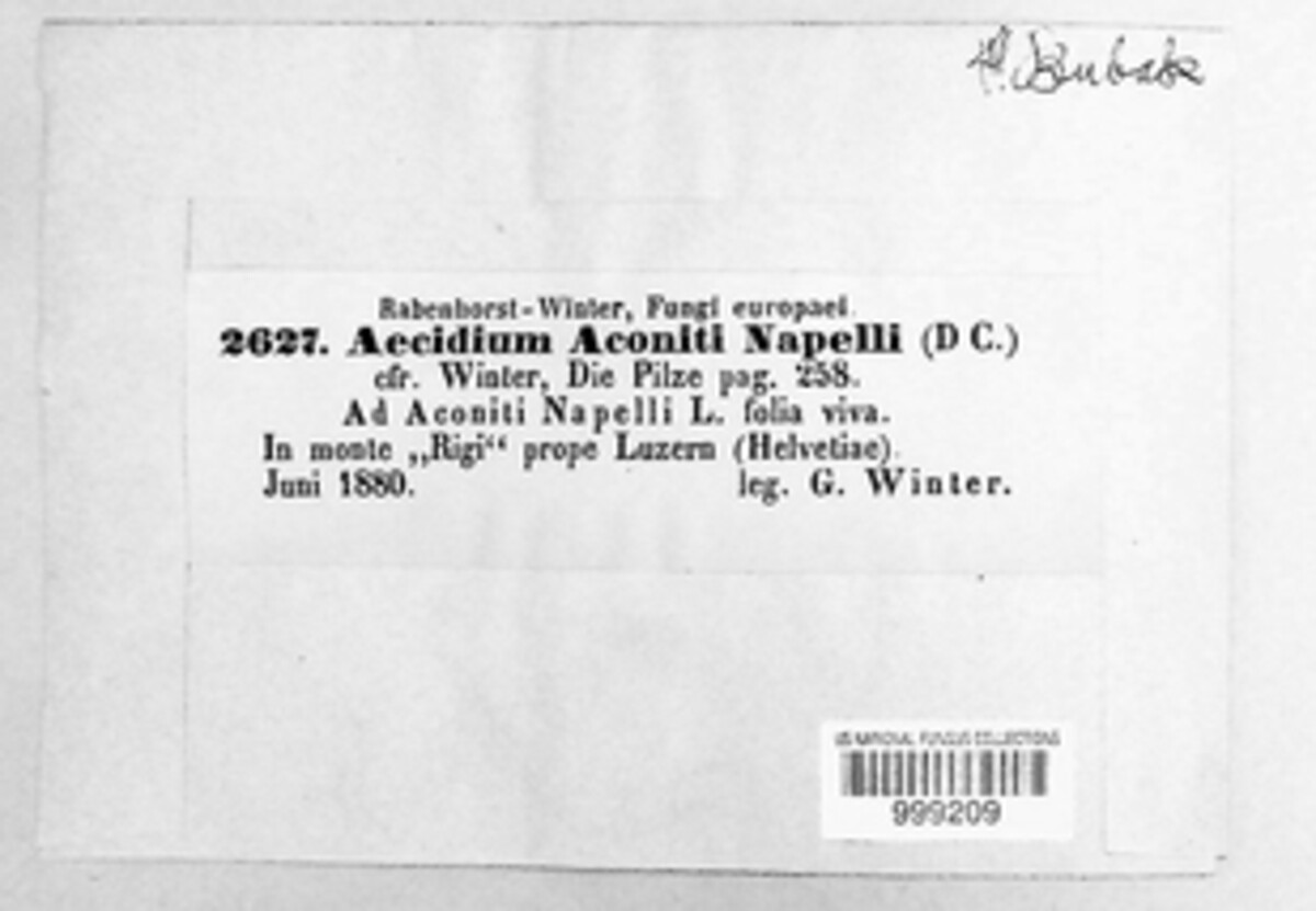 Aecidium aconiti-napelli image